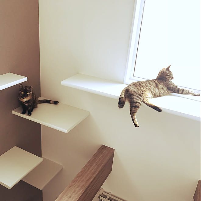 ひなたぼっこ♡︎/キャットウォーク/室内窓/ねこと暮らす。/吹き抜け窓&hellip;などのインテリア実例 20180918 132759
