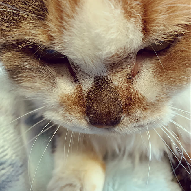 ねこのいる暮らし/ねこと暮らす/部屋全体のインテリア実例 - 2019-09-21 15:38:22