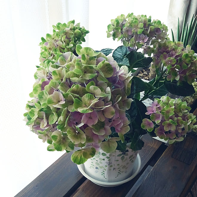 棚 紫陽花 ハイドランジア 西洋紫陽花 コメリ などのインテリア実例 19 07 10 06 45 48 Roomclip ルームクリップ