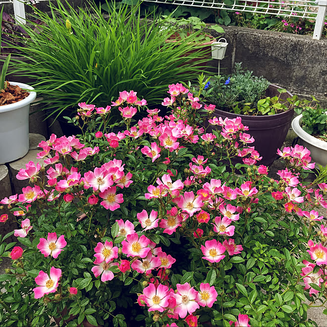 バラ バラのある暮らし Rcの出会いに感謝 見てくださってありがとう 昨日のミニ薔薇の鉢植え などのインテリア実例 21 06 12 12 23 30 Roomclip ルームクリップ