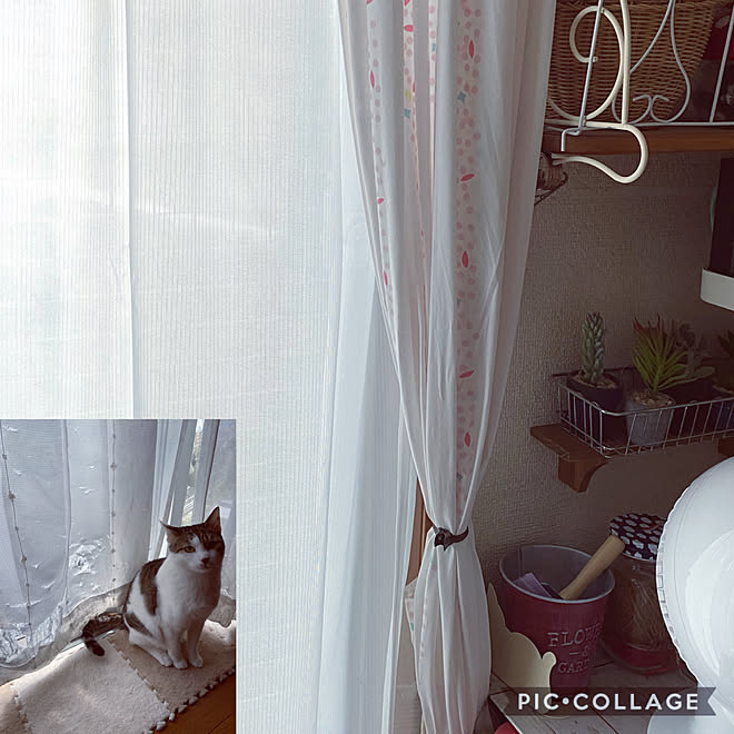 バロ カインズ ペットと快適に過ごせるレースカーテン ダイソー 窓 などのインテリア実例 04 24 17 18 Roomclip ルームクリップ バロ カインズ ペットと快適に過ごせるレースカーテン ダイソー 窓 などのインテリア実例 04 24 17 18 Roomclip ルームクリップ