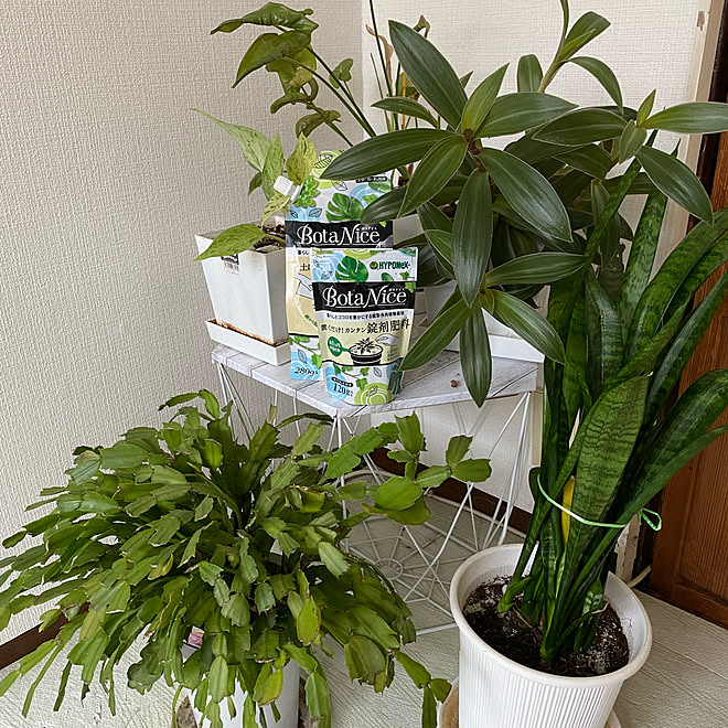 Botanice 虫対策 植物のある暮らし 多肉植物 観葉植物 などのインテリア実例 21 06 10 12 50 Roomclip ルームクリップ
