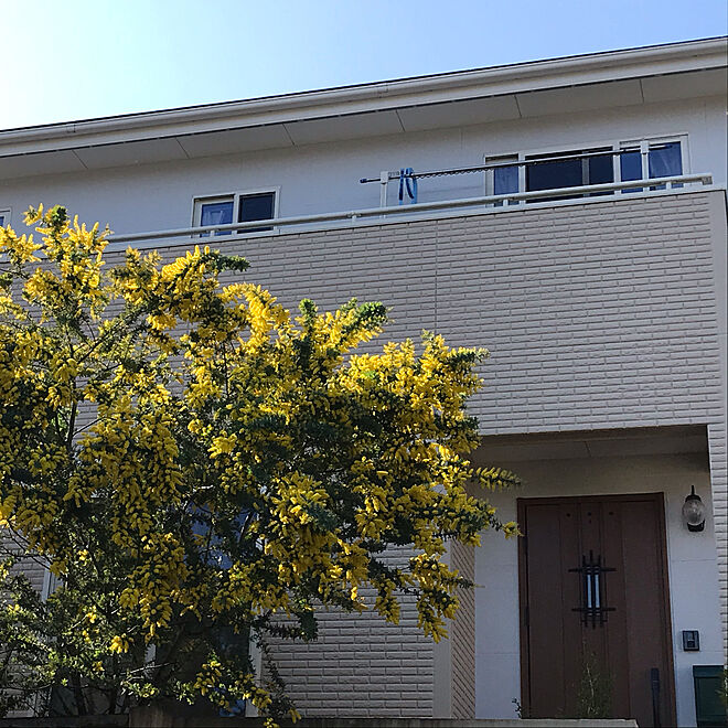 ミモザ 花のある暮らし シンボルツリーはミモザ 庭の花 Ykk玄関ドア などのインテリア実例 02 22 23 55 39 Roomclip ルームクリップ