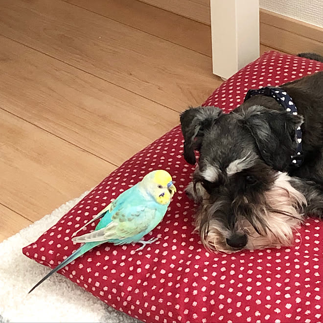 ペットの犬とセキセイインコと暮らす 部屋全体のインテリア実例 19 06 06 08 21 26 Roomclip ルームクリップ