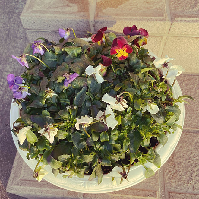 ビオラ寄せ植え 季節の花 花大好き 庭 草花のある暮らし などのインテリア実例 22 02 19 25 31 Roomclip ルームクリップ