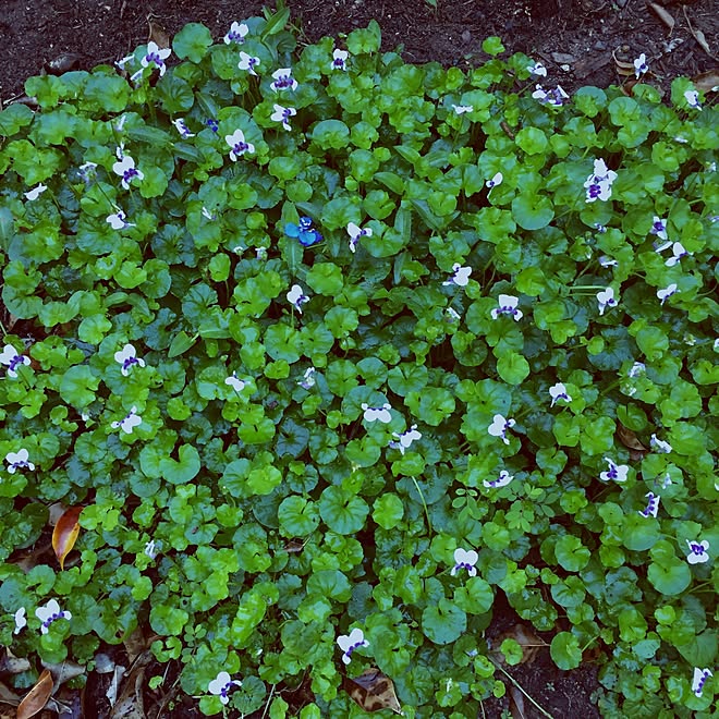犬と暮らす家/Side garden/ブルー/ブルー系/犬と暮らすのインテリア実例 - 2016-03-16 06:35:09