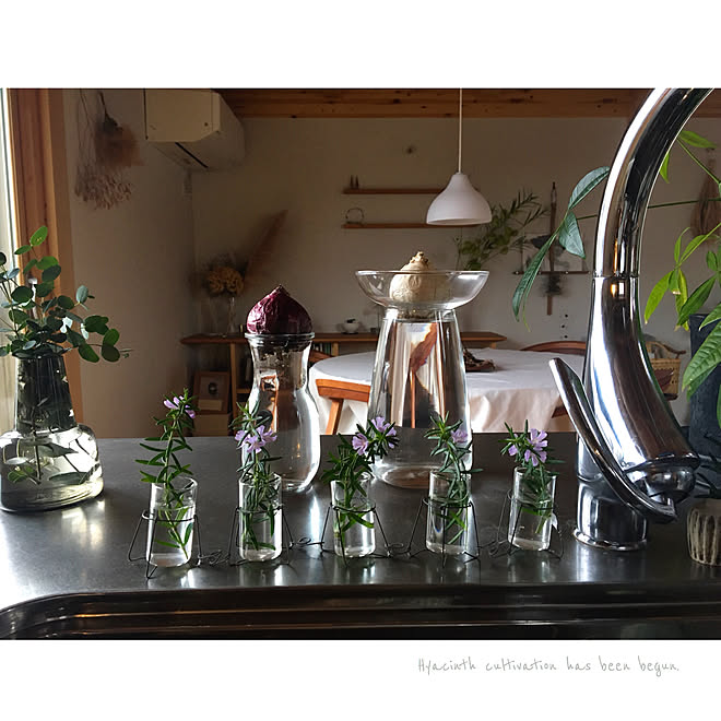 キッチン ヒヤシンス水栽培 ヒヤシンス ユーカリグニー Grohe などのインテリア実例 17 10 22 16 42 45 Roomclip ルームクリップ
