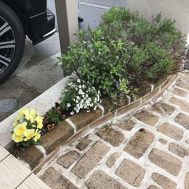 小さな花壇/アプローチ/庭/今日は雨☂️/玄関/入り口のインテリア実例 20190521 111207 ｜ RoomClip
