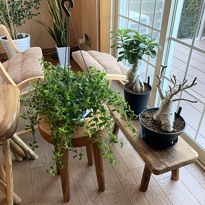 アデニウム グリーンガーデン 植物と暮らす ウッドデッキのある暮らし 朝早くから活動 などのインテリア実例 19 10 28 07 58 45 Roomclip ルームクリップ