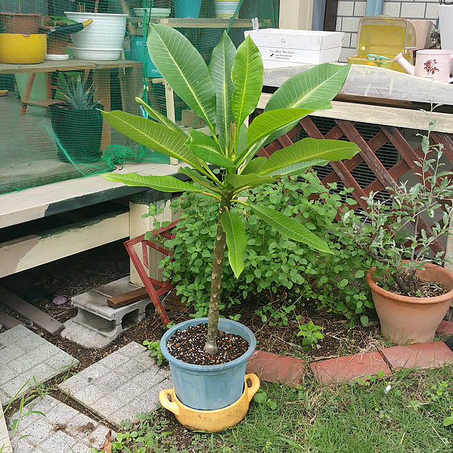 玄関 入り口 植物 日替わり投稿企画 木曜日 ウッドデッキdiy カーマホームセンター などのインテリア実例 17 07 27 12 08 01 Roomclip ルームクリップ 玄関 入り口 植物 日替わり投稿企画 木曜日 ウッドデッキdiy カーマホームセンター などのインテリア実例 17 07 27 12 08 01 Roomclip ルームクリップ