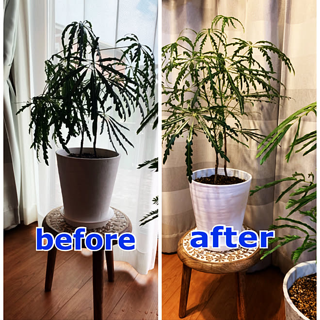 男の子 アラレア 生活感のある家 子供のいる暮らし 観葉植物 などのインテリア実例 19 07 18 15 02 41 Roomclip ルームクリップ