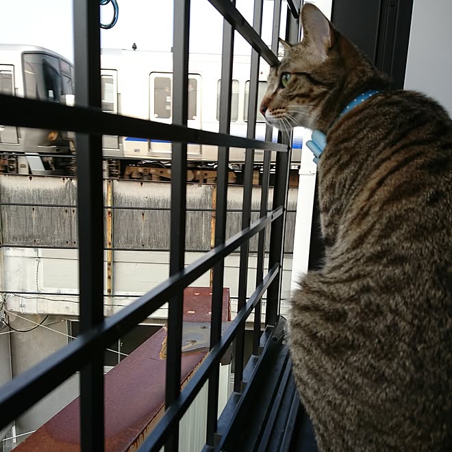 ねこ部/ねこと暮らす。/ねこと暮らす/ねこ/1歳ねこ&hellip;などのインテリア実例 20170330 075110