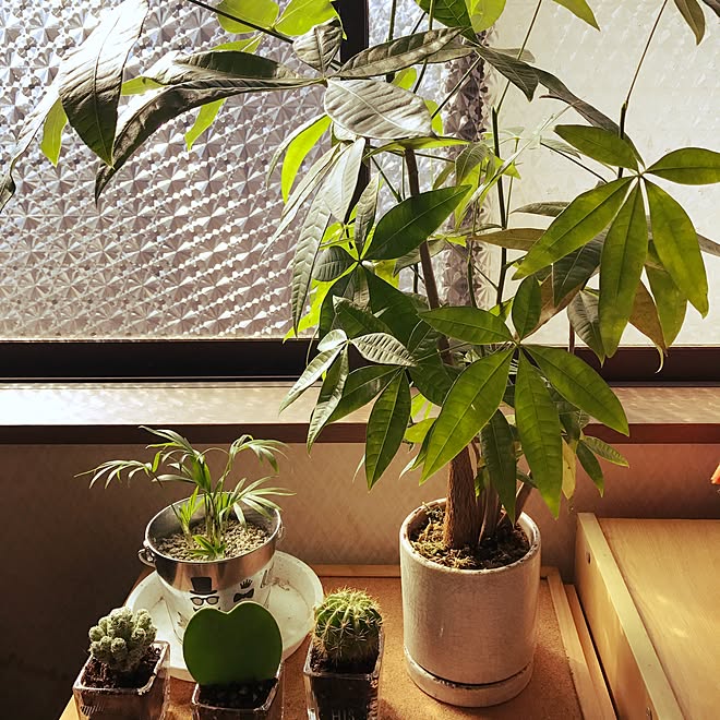 棚 実家暮らし 窓 目隠しシート きゃんdo などのインテリア実例 17 02 02 14 18 12 Roomclip ルームクリップ