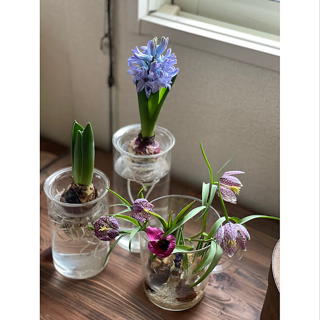 花のある暮らし Nogreen Nolife 水耕栽培 原種チューリップ 球根植物 などのインテリア実例 21 02 19 22 25 03 Roomclip ルームクリップ
