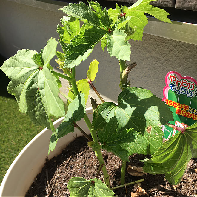 プランター 栽培 野菜作り オクラ 0607 などのインテリア実例 06 07 17 00 54 Roomclip ルームクリップ