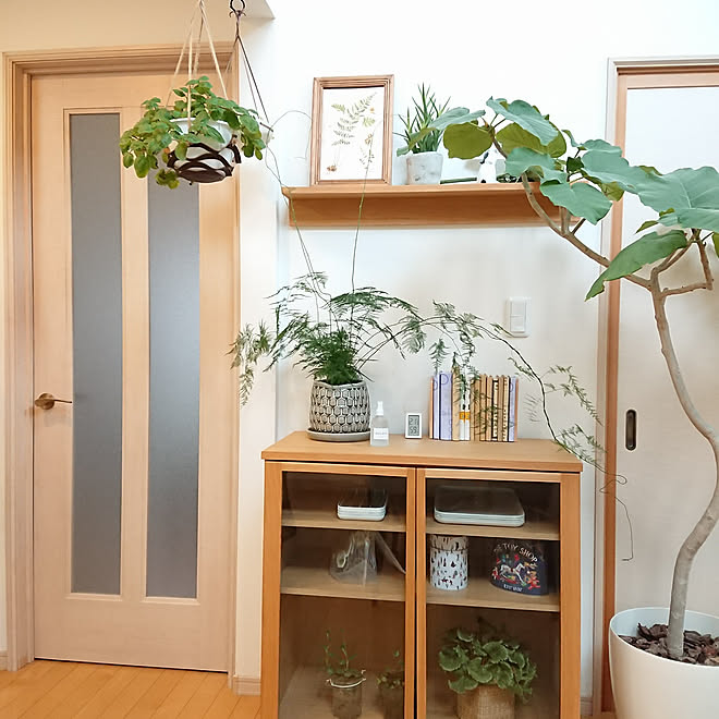 棚 植物と暮らす 無印良品 ウンベラータ アスパラガスのインテリア実例 03 05 08 55 27 Roomclip ルームクリップ