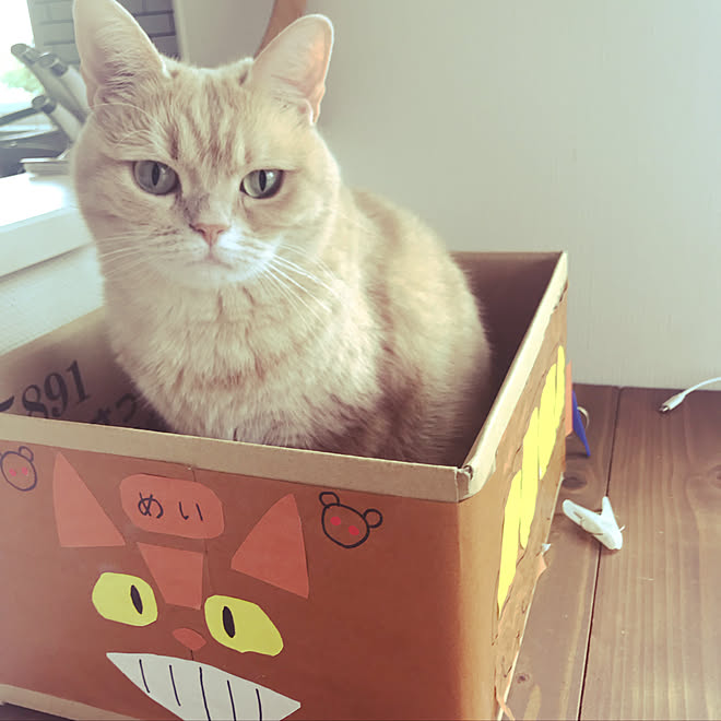 ネコ ねこのいる日常 ダンボールリメイク ネコバス トトロ などのインテリア実例 04 30 19 30 14 Roomclip ルームクリップ