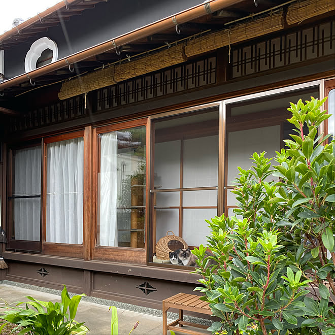 キャットタワー/虫籠窓/古民家/日本家屋/猫と暮らす&hellip;などのインテリア実例 20191018 135258