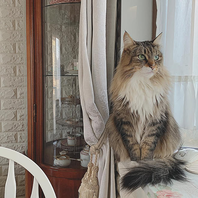 ノルジャン ノルウェージャンフォレストキャット ねこ部 イイね ありがとうございます かわいいのも好き などのインテリア実例 19 01 11 21 59 27 Roomclip ルームクリップ ノルジャン ノルウェージャンフォレストキャット ねこ部 イイね ありがとうございます かわいいのも好き などのインテリア実例 19 01 11 21 59 27 Roomclip ルームクリップ