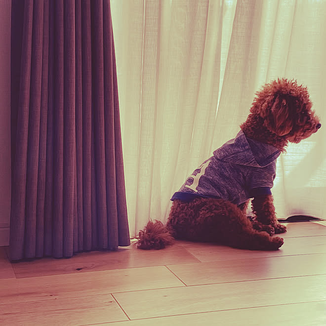 カーテン 挽き板 イクタフローリング 節ありフローリング トイプードル などのインテリア実例 21 02 13 12 16 17 Roomclip ルームクリップ