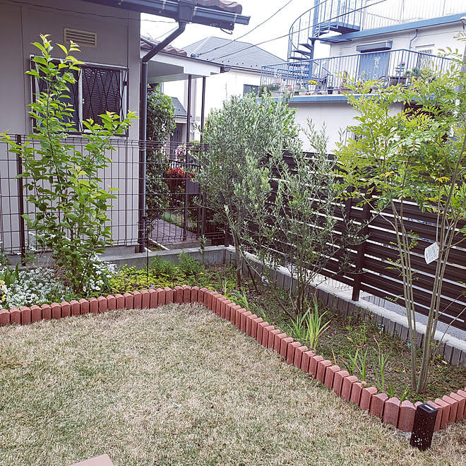 芝 花壇 Diy オリーブ シマトネリコ などのインテリア実例 05 03 14 54 44 Roomclip ルームクリップ