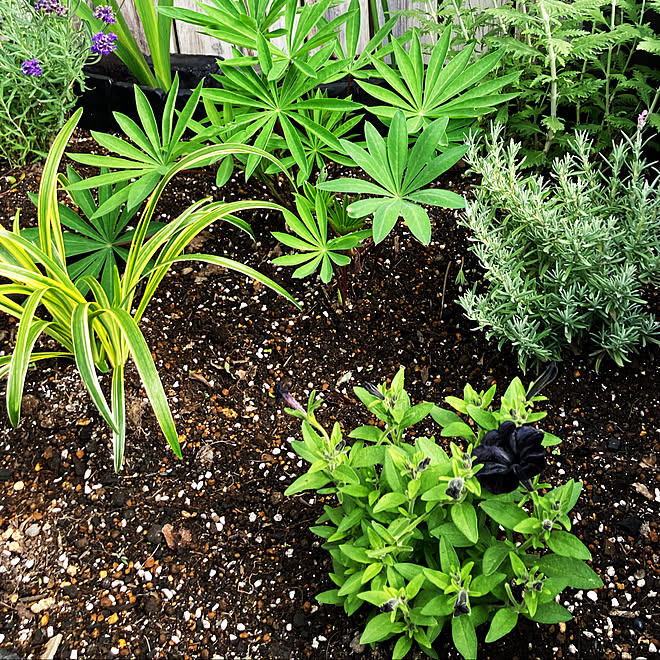 オルトランdx ペチュニア 黒の瀬戸 ヤブラン斑入り 花みどりマーケット 楽天 花壇３号 などのインテリア実例 22 06 12 31 58 Roomclip ルームクリップ