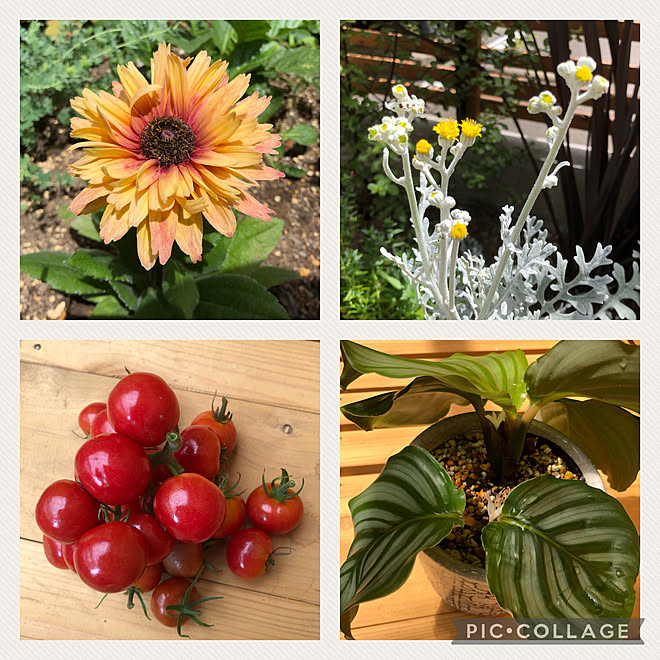 庭のある暮らし カラテアオルビフォリアの花 シロタエギク ダースティーミラー ダースティーミラーの花 などのインテリア実例 21 07 25 14 18 45 Roomclip ルームクリップ 庭のある暮らし カラテアオルビフォリアの花 シロタエギク ダースティーミラー ダースティーミラーの花 などのインテリア実例 21 07 25 14 18 45 Roomclip ルームクリップ
