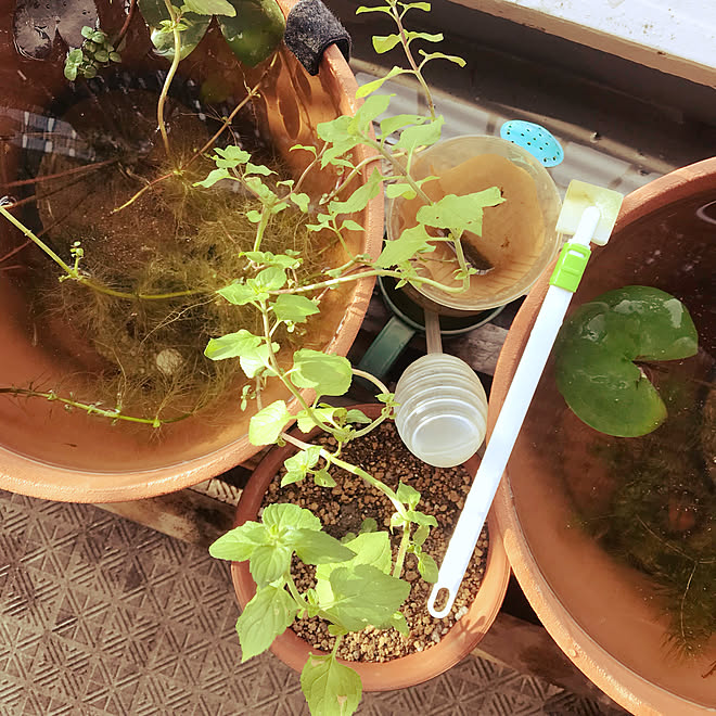 水槽掃除 キャンドゥ セリア 10分でできる Daiso などのインテリア実例 21 09 13 08 29 27 Roomclip ルームクリップ