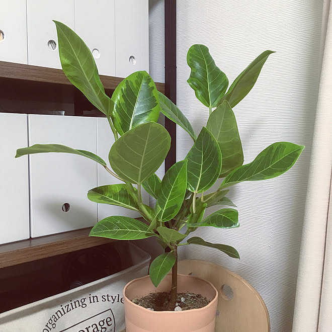 無印良品収納ケース 無印良品 無印 観葉植物初心者マーク 観葉植物のある暮らし などのインテリア実例 22 07 07 17 13 02 Roomclip ルームクリップ