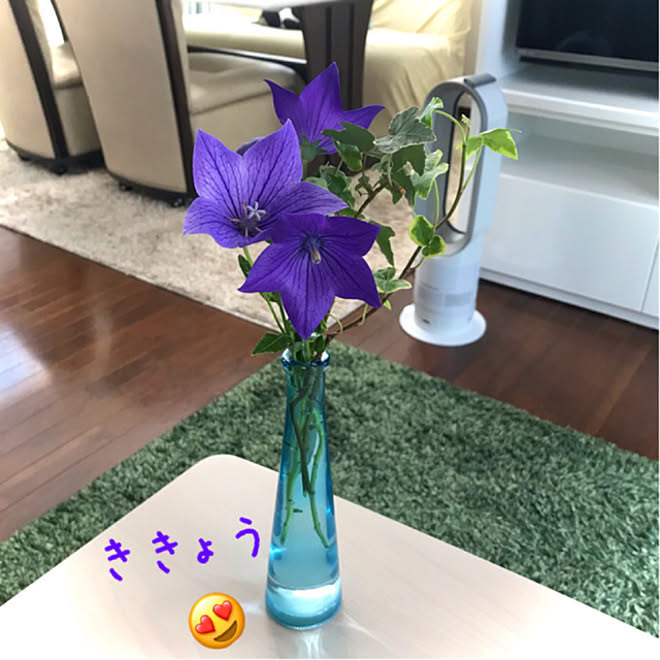 きれいを保ちたい キャンドゥ ガラス花瓶 冬越しして偉かったね 桔梗の花 などのインテリア実例 21 06 25 10 54 17 Roomclip ルームクリップ きれいを保ちたい キャンドゥ ガラス花瓶 冬越しして偉かったね 桔梗の花 などのインテリア実例 21 06 25 10 54 17 Roomclip ルームクリップ