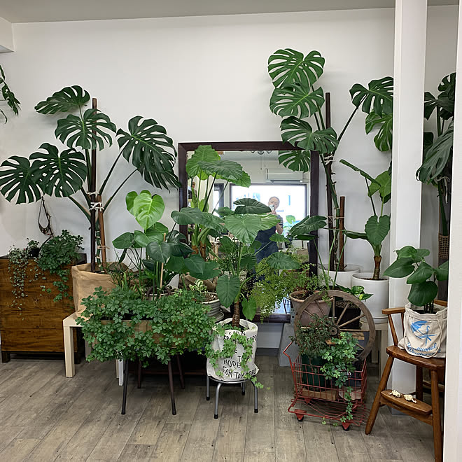 モンステラ クワズイモ 店舗です 観葉植物 部屋全体のインテリア実例 08 28 12 37 02 Roomclip ルームクリップ