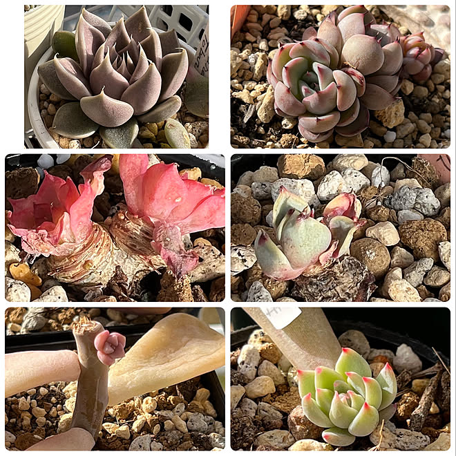 地震 大丈夫でしたか 多肉植物のインテリア実例 22 03 17 09 07 32 Roomclip ルームクリップ