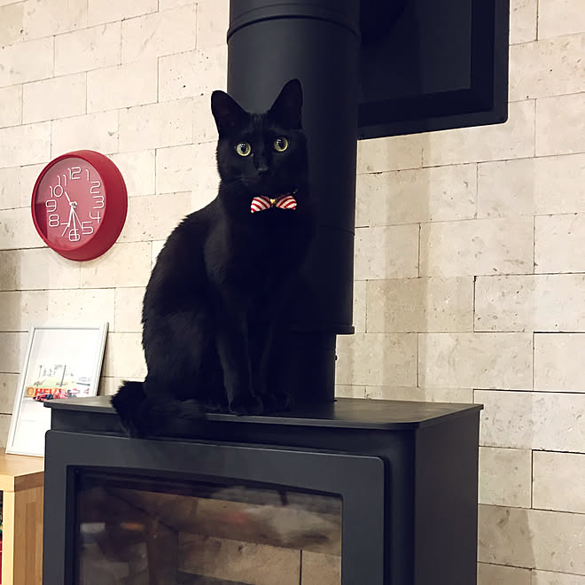 黒猫って写真撮るの難しい 薪ストーブのある家 薪ストーブと猫 薪ストーブのある暮らし コーラルストーン などのインテリア実例 21 11 26 14 01 21 Roomclip ルームクリップ 黒猫って写真撮るの難しい 薪ストーブのある家 薪ストーブと猫 薪ストーブのある暮らし コーラルストーン などのインテリア実例 21 11 26 14 01 21 Roomclip ルームクリップ
