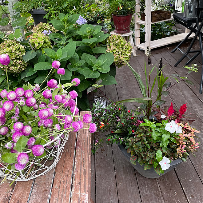 センニチコウ ケイトウ ニチニチソウ アルテルナンテラ ミレットパープルマジェスティ などのインテリア実例 21 09 22 10 46 57 Roomclip ルームクリップ