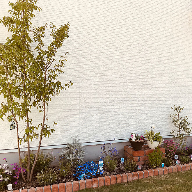 青い花 夏子 鉢植えリメイク 鉢植え ハーブ などのインテリア実例 19 05 16 36 19 Roomclip ルームクリップ
