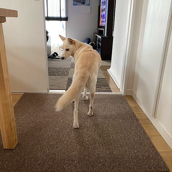 雑種 中型犬 タイルカーペット いぬのいる暮らし いぬと暮らす などのインテリア実例 22 03 05 09 24 38 Roomclip ルームクリップ
