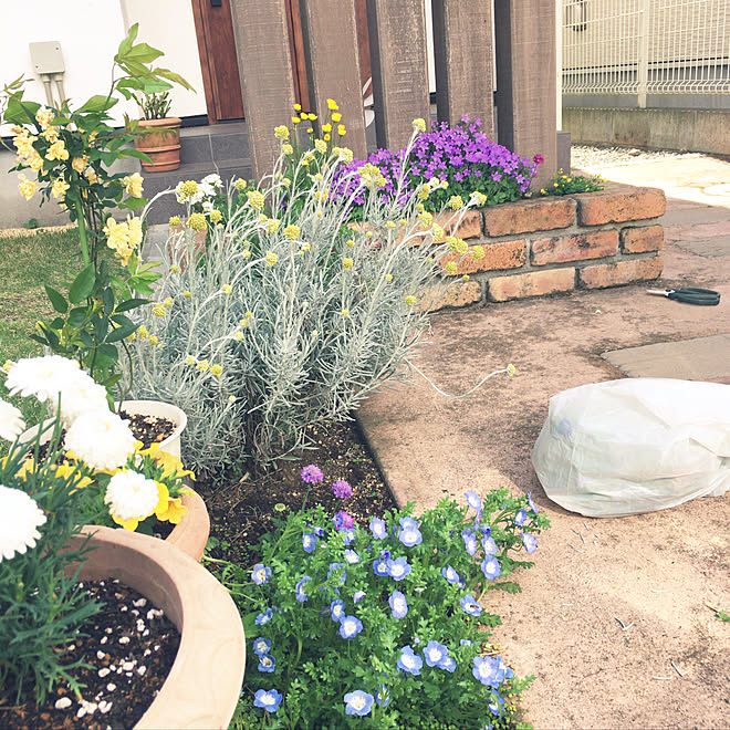 庭 花壇 ベルフラワー はる坊 玄関 入り口のインテリア実例 05 10 16 00 12 Roomclip ルームクリップ