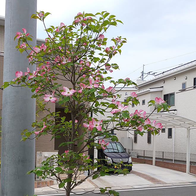 玄関 入り口 ハナミズキ 成長記録 のインテリア実例 19 04 23 08 46 05 Roomclip ルームクリップ