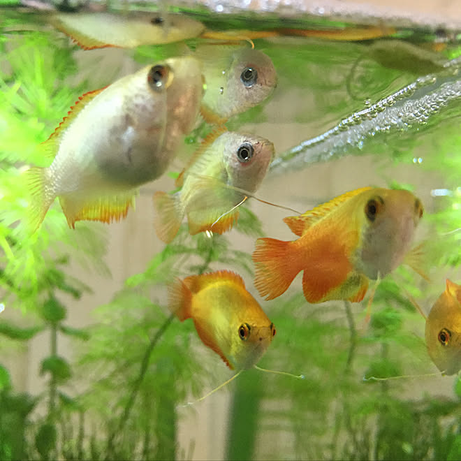 熱帯魚 水草 レイアウト 水草水槽 ハニードワーフグラミー などのインテリア実例 07 04 12 58 11 Roomclip ルームクリップ