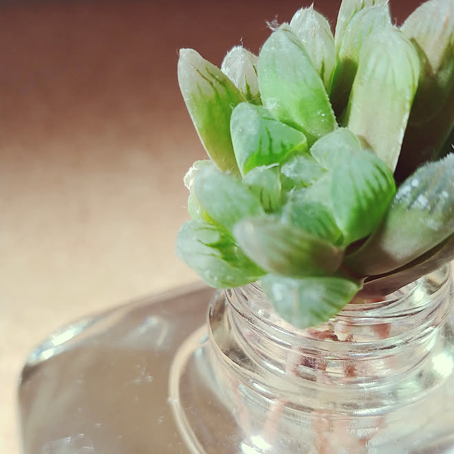 ハオルチアオブツーサ 水耕栽培 一人暮らし 多肉植物 賃貸のインテリア実例 19 03 13 09 13 56 Roomclip ルームクリップ