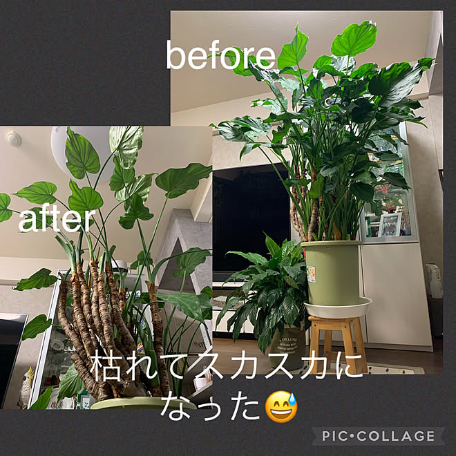 茎も間引こうかなぁ 観葉植物のある暮らし クワズイモ観察記 クワズイモ切りました ボタニカルインテリア などのインテリア実例 22 04 06 25 41 Roomclip ルームクリップ