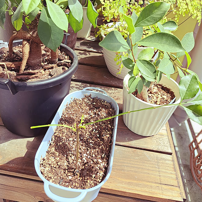 机 シマトネリコ挿し木 一人暮らし 皆様いつもありがとうございます 観葉植物 などのインテリア実例 22 09 07 13 03 55 Roomclip ルームクリップ