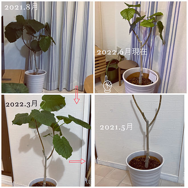 ガーデニング初心者 バッサリ剪定しました ウンベちゃん丸裸 ウンベラータ成長記録 玄関 入り口のインテリア実例 22 06 19 08 49 33 Roomclip ルームクリップ