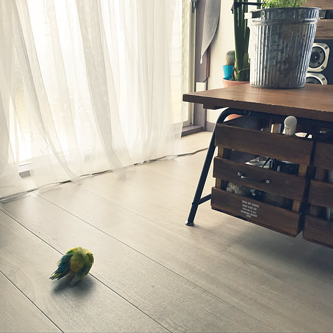 リビング/インコ/犬 猫/いつも一緒/リラックスなどのインテリア実例 
