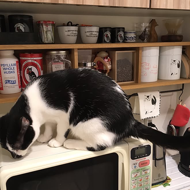 キッチン 無印良品 壁に付けられる家具 無印良品 猫 ねこ部 などのインテリア実例 16 10 16 16 48 05 Roomclip ルームクリップ キッチン 無印良品 壁に付けられる家具 無印良品 猫 ねこ部 などのインテリア実例 16 10 16 16 48 05 Roomclip ルームクリップ