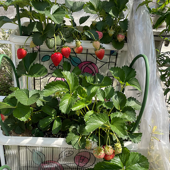 いちご プランターいちご 花のある暮らし No Green No Life 見てくれてありがとうございます などのインテリア実例 21 04 13 00 14 11 Roomclip ルームクリップ