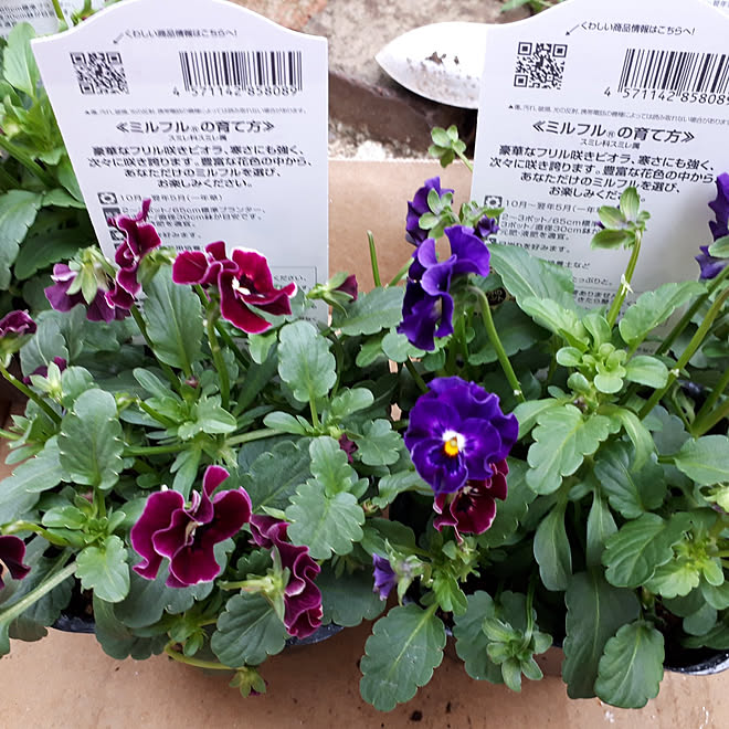 玄関 入り口 庭 半日陰 花壇diy フェンスdiy などのインテリア実例 21 10 24 15 38 04 Roomclip ルームクリップ 玄関 入り口 庭 半日陰 花壇diy フェンスdiy などのインテリア実例 21 10 24 15 38 04 Roomclip ルームクリップ