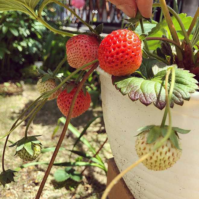 プランター栽培 いちご栽培 いちご お庭 ガーデニング初心者 などのインテリア実例 21 04 19 11 10 44 Roomclip ルームクリップ