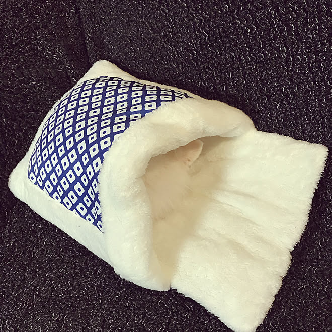 チワワ 3コインズ お布団 ペットベッド ベッド周りのインテリア実例 21 01 03 18 15 44 Roomclip ルームクリップ