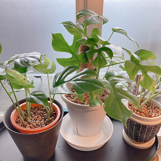 植え替えました 支柱 休日の過ごし方 観葉植物のある暮らし グリーン などのインテリア実例 22 10 09 11 29 36 Roomclip ルームクリップ